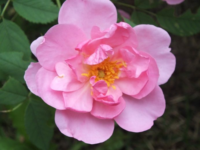  photo applejack2_zps26d94dfc.jpg